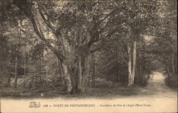 Forêt de Fontainebleau - Carrefour du Nid de l'Aigle (Mont Ussy) France Postcard Postcard