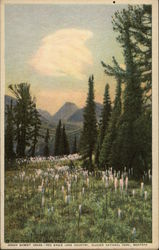 Indian Basket Grass and Eagle Lake Country Glacier National Park, MT Postcard Postcard