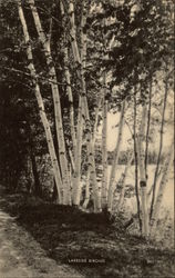 Lakeside Birches Postcard