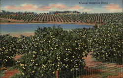 A Large Grapefruit Grove in Florida Postcard