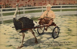 Casper Taking his Morning Exercise St. Augustine, FL Postcard Postcard