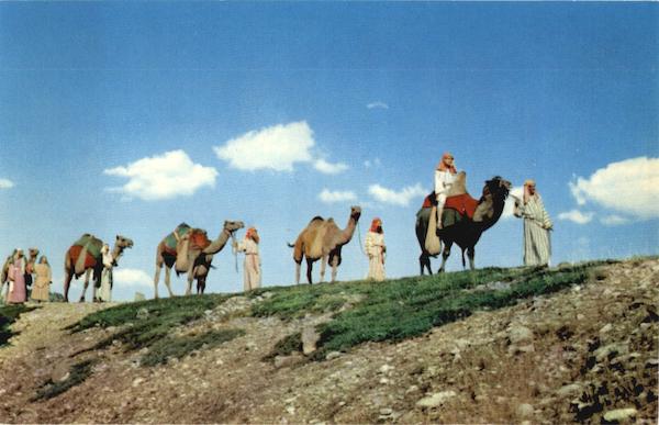 Black Hills Passion Play Camels