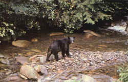 Black Bear Along A Mountain Stream Postcard