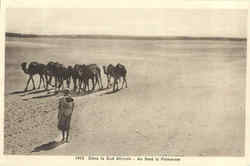 Dans Le Sud Africain Camels Postcard Postcard