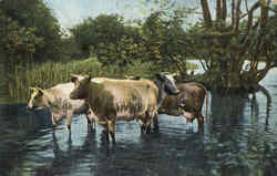 Cows Wading in Water Postcard