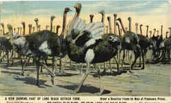 A View Showing Part Of Long Beach Ostrich Farm Postcard