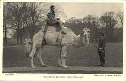 Arabian Camel Camels Postcard Postcard