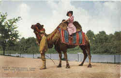 Riding Animal Camel, New York Zoological Park Postcard