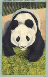 Gaint Panda, Brookfield Zoo Chicago, IL Postcard Postcard