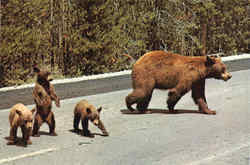 Mother Bear And Cubs Postcard