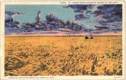 A West Texas Ocean Of Wheat At Twilight Farming Postcard Postcard