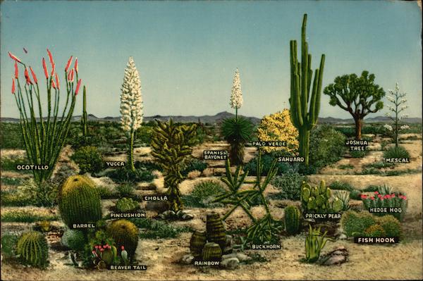 Varieties of Desert Vegetation Cactus & Desert Plants