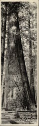 The Flat Iron Tree Postcard