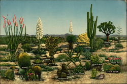 Varieties of Desert Vegetation Cactus & Desert Plants Large Format Postcard Large Format Postcard