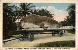 The Big Fish Miami, FL Postcard Postcard