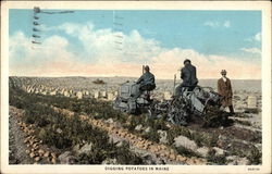 Digging Potatoes in Maine Farming Postcard Postcard