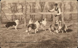 Six Fordhook Scotch Collies of Parbold Pegeway Scottish Terriers Postcard Postcard