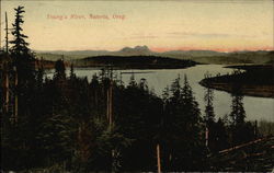 View of Young's River and Surrounding Scenery Astoria, OR Postcard Postcard