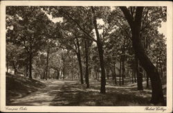 Campus Oaks - Beloit College Postcard