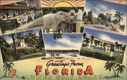 Greetings from, Lower Gulf Coast Florida Postcard Postcard