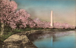 Cherry Blossoms and Washington Monument, Potomac Park District Of Columbia Washington DC Postcard Postcard