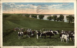 Greetings from Westfield, Mass Postcard