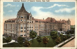 American Museum of Natural History Postcard