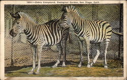 Zoological Gardens - Zebra Compound Postcard