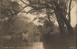 Cedar River, Michigan Agricultural College Postcard