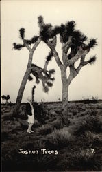 Lady Looks At Giant Joshua Trees Postcard