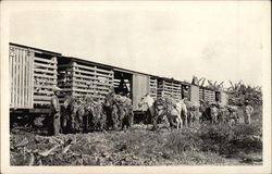 Loading Bananas Onto Train Honduras Central America Postcard Postcard