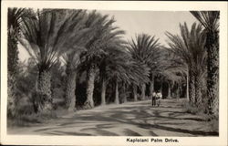 Kapiolani Palm Drive Honolulu, HI Postcard Postcard