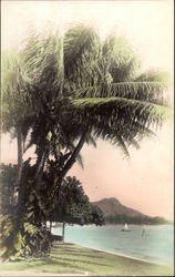 Palms Over Ocean, Tinted Hawaii Postcard Postcard