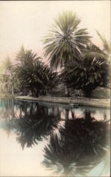 Palms Reflected in the Water, Tinted Hawaii Postcard Postcard