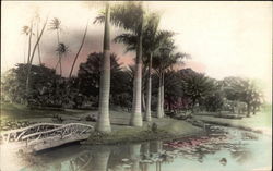 Lagoon and Trees, Tinted Hawaii Postcard Postcard