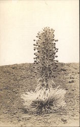 Desert Plant Postcard