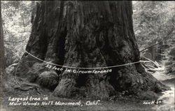 Largest Tree in Muir Woods - 53 feet Circumference Postcard