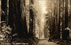 Car on the Redwood Highway California Postcard Postcard