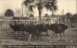 Ostrich Farm Postcard