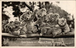 Gum Babies at Koala Park Postcard