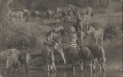 Zebras at Water Hole Postcard