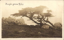 Tree on Cliff Over Ocean Postcard