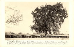 The Nut Tree Vacaville, CA Postcard Postcard