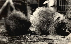 Porcupines, Crawford Notch State Park New Hampshire Postcard Postcard