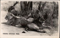 Lions at Kruger National Park South Africa Postcard Postcard