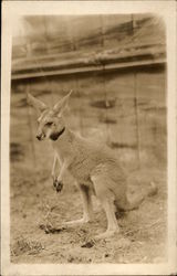 Kangaroo Wearing a Collar Postcard