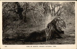 King of Beasts Kruger National Park, South Africa Postcard Postcard