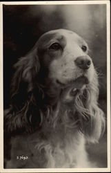 Spaniel Postcard