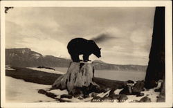 Bear at Crater Lake Crater Lake National Park, OR Postcard Postcard