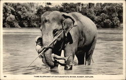 Tame Elephant at Katugastota River Kandy, Sri Lanka Southeast Asia Postcard Postcard